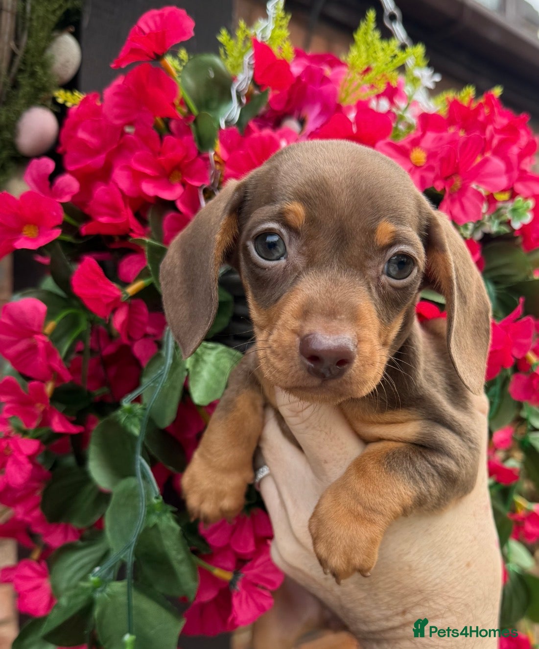 Miniature Dachshund dogs 💜🩷Chocolate & Tan Girl💜🩷 - Advert 2
