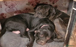 Mixed Breed dogs for sale: Cane Corso Puppies due October - Image 1