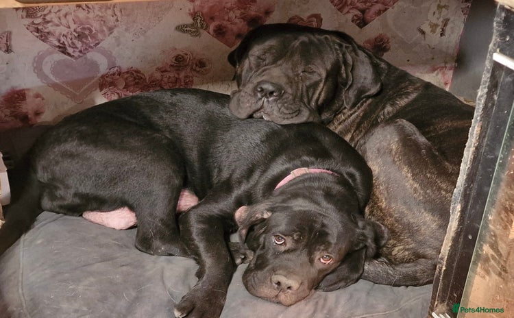 Mixed Breed dogs - Advert 6
