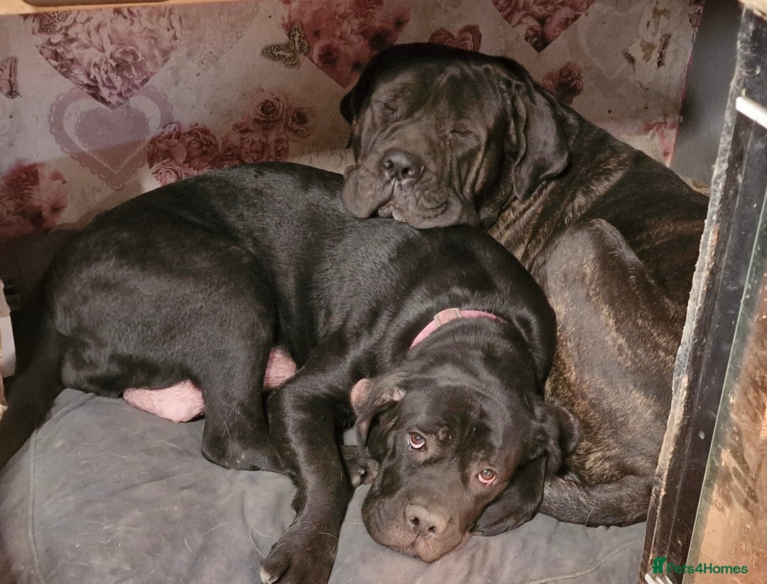 Mixed Breed dogs for sale: Cane Corso Puppies due October - Image 1