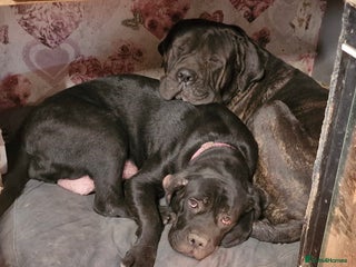 Mixed Breed dogs - Advert 5