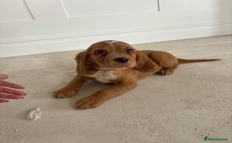 Cocker Spaniel dogs - Advert 2