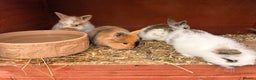 Lionhead rabbits for sale: Baby Rabbits for sale - Advert 1
