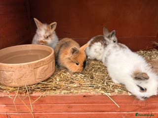 Lionhead rabbits Baby Rabbits for sale - Advert 5