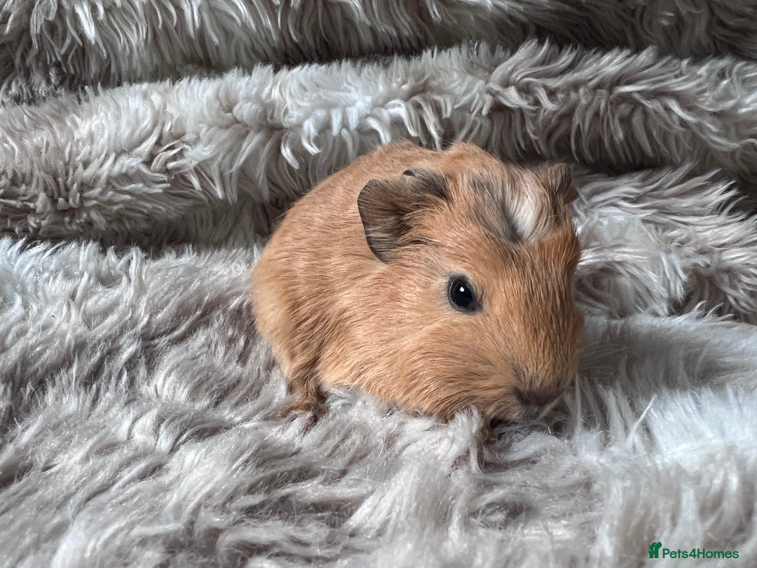 Guinea Pig rodents for sale: Baby guinea pigs Sows& Boars are can be reserved - Advert 8