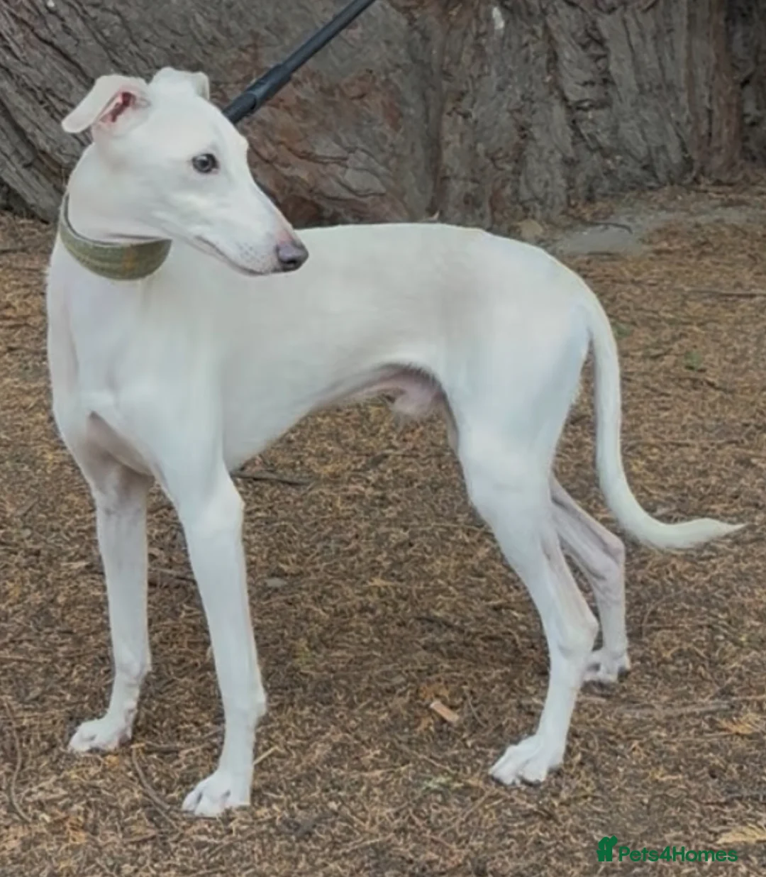 Italian Greyhound dogs for sale: Exceptionally Well-Bred Italian Greyhound Puppies - Advert 5