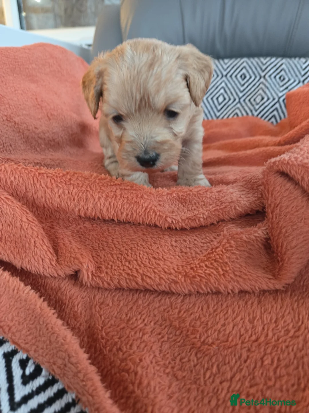 Mixed Breed dogs for sale: Beautiful Health Tested Poochon Cross Puppies  - Advert 29