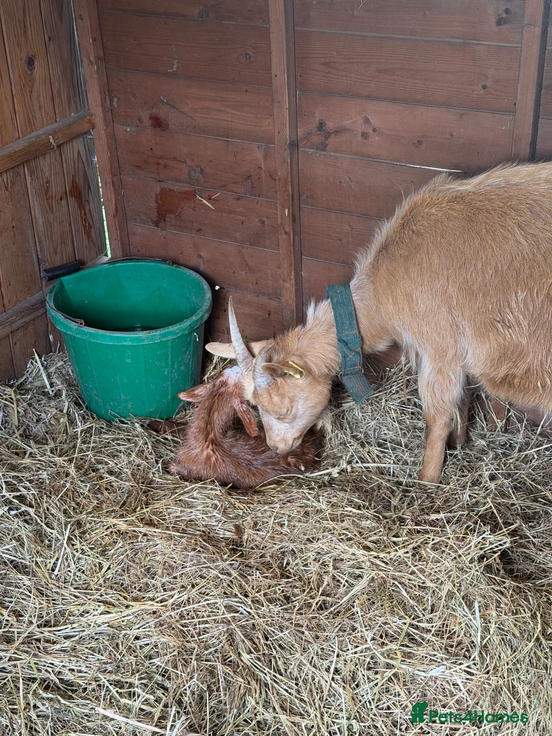 Goats livestock for sale: Royal Golden Guernsey starter herd - Advert 2