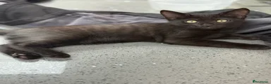  Kitten 1