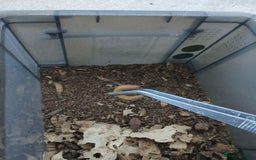 Bearded Dragon reptiles for sale: Bearded Dragon and full set up - Advert 11