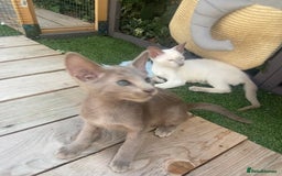 Oriental cats for sale: Oriental/siamese  - Image 15