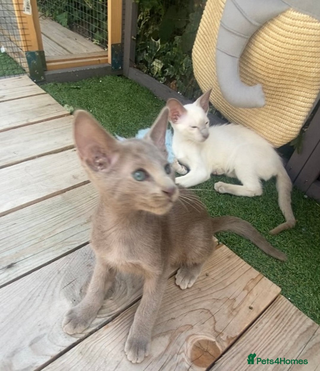 Oriental cats for sale: Oriental/siamese  - Image 15