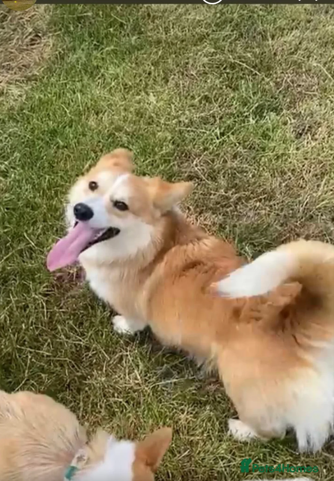 Welsh Corgi Pembroke dogs for stud: Pembrokeshire corgi fully genetically tested  in Abergele - Advert 2