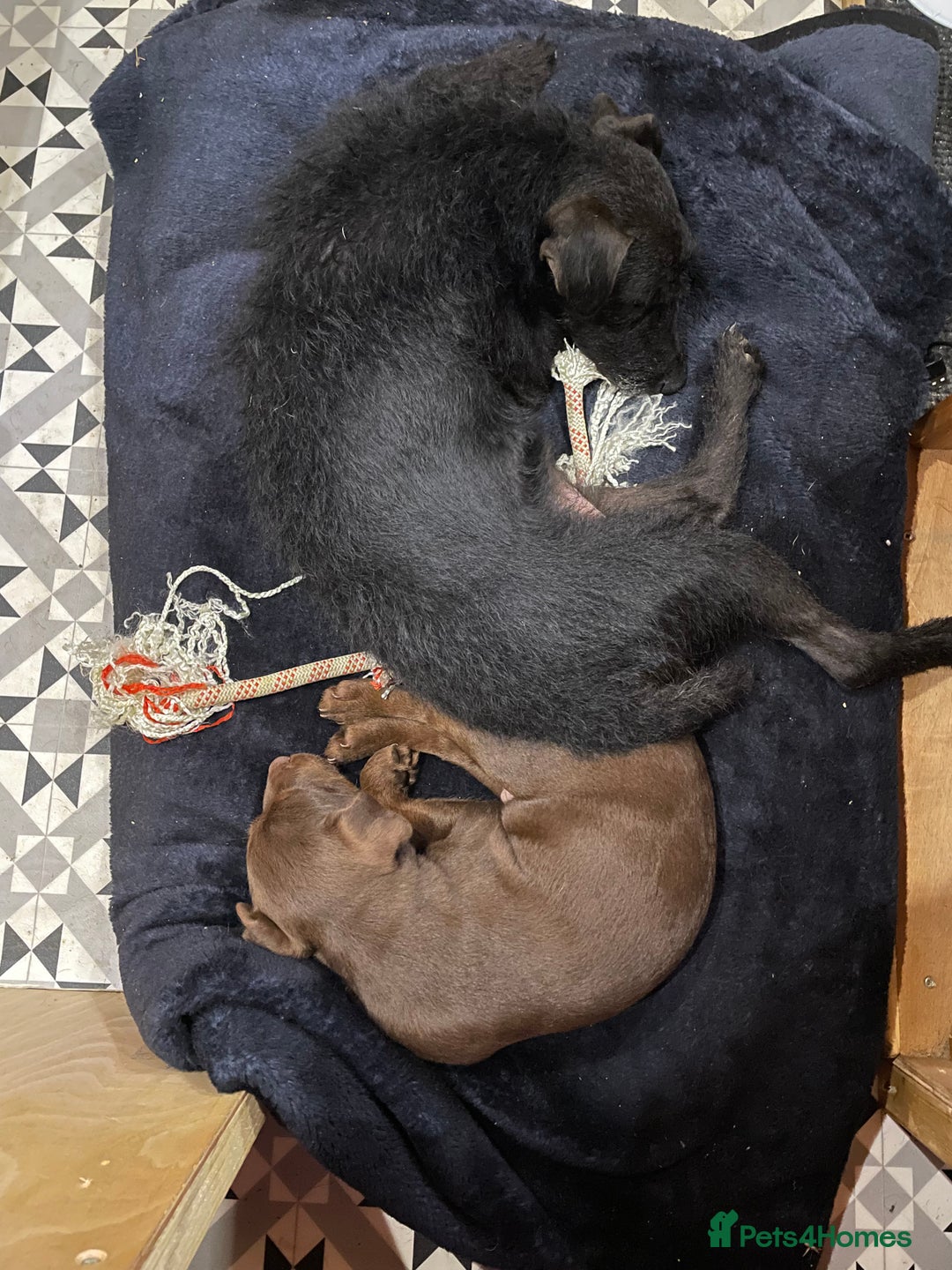 Patterdale Terrier dogs for sale: Handsome patterdale Boy - Image 5