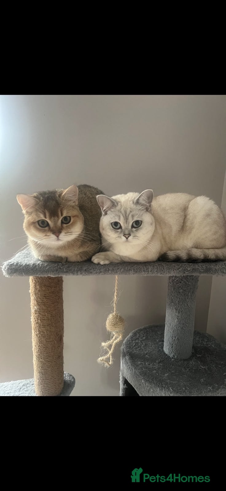 Scottish Fold cats for sale: Scottish fold, really good boy in Lichfield - Advert 2