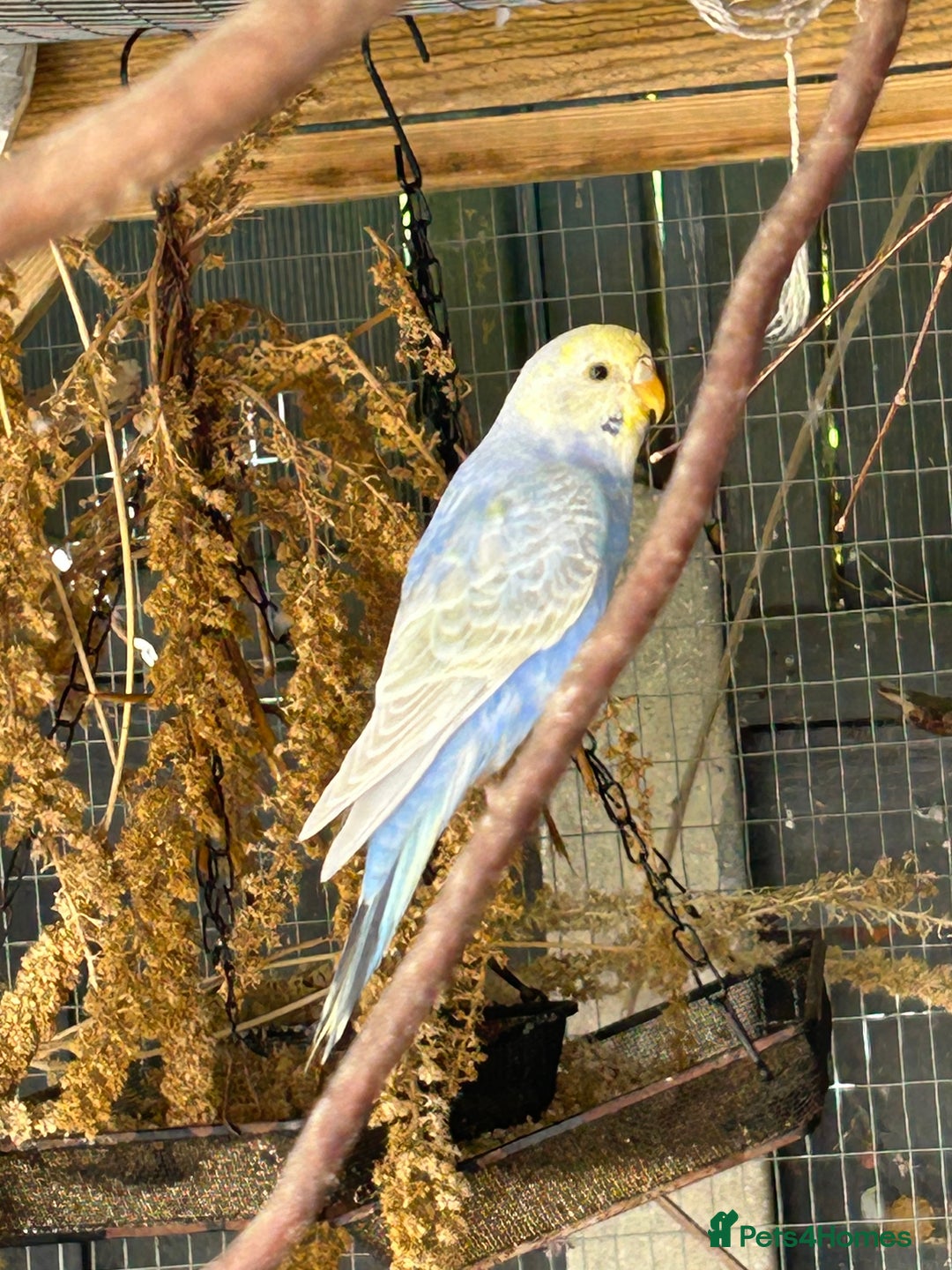 Budgerigars birds for sale: BEAUTIFUL BABY BUDGIES FOR SALE - Image 2