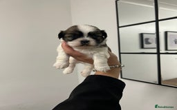 Lhasa Apso dogs for sale: Lhasa apso puppies  - Image 10