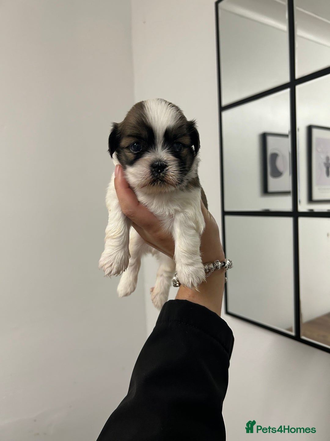 Lhasa Apso dogs for sale: Lhasa apso puppies  - Image 10
