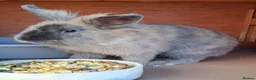Lionhead rabbits for sale: Male Lionhead - Advert 3