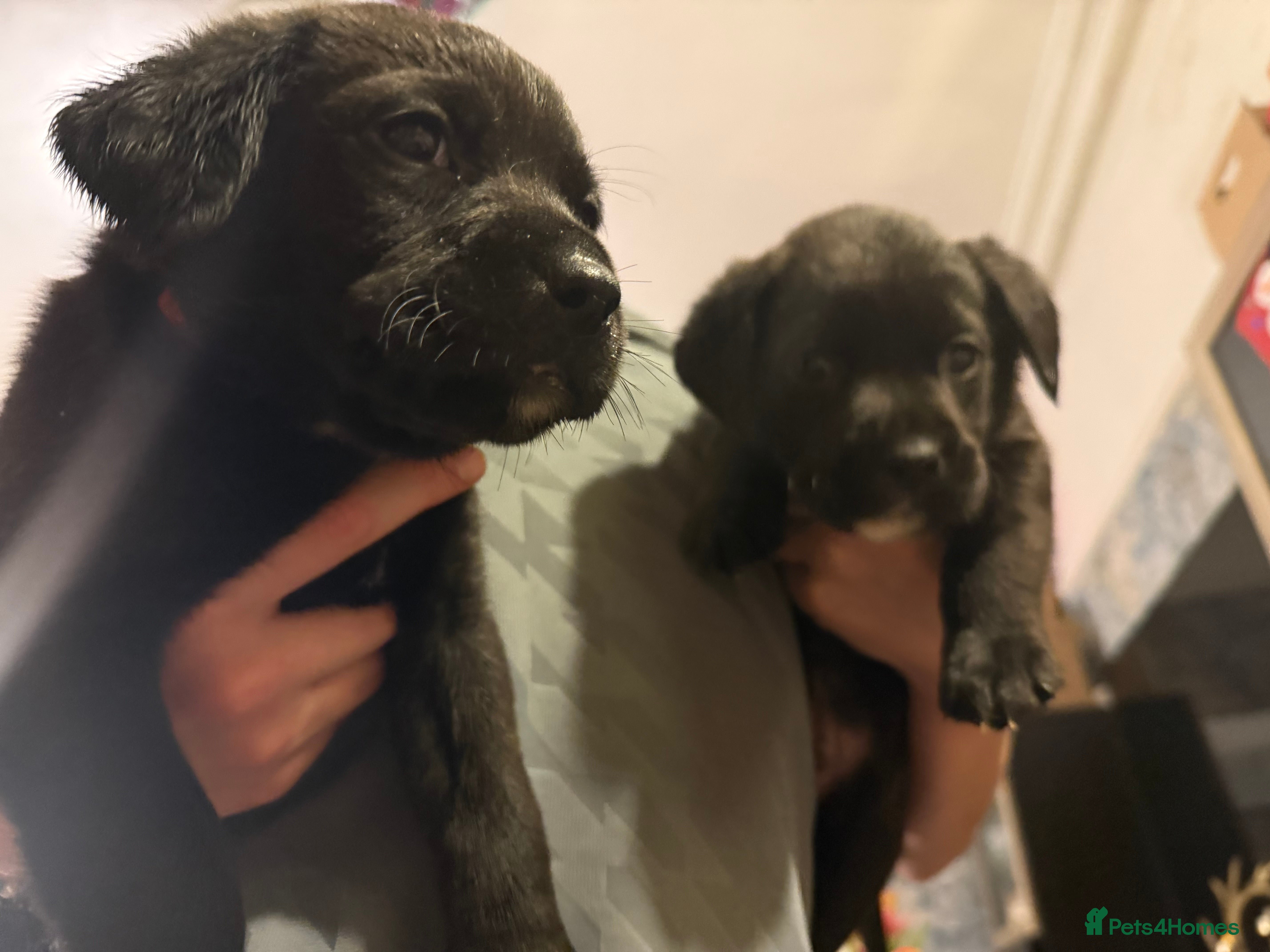 Labrador Retriever dogs Labrador X Boxerdore puppies  - Advert 3