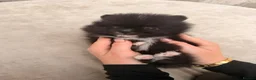 Pomeranian dogs for sale: Very small pomeranians Merle black and white pups - Advert 15