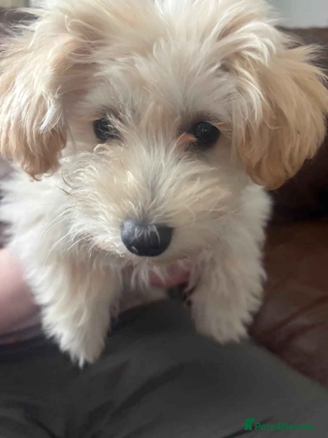Maltipoo dogs for sale: Last gorgeous maltipoo in Chester-le-Street - Advert 2
