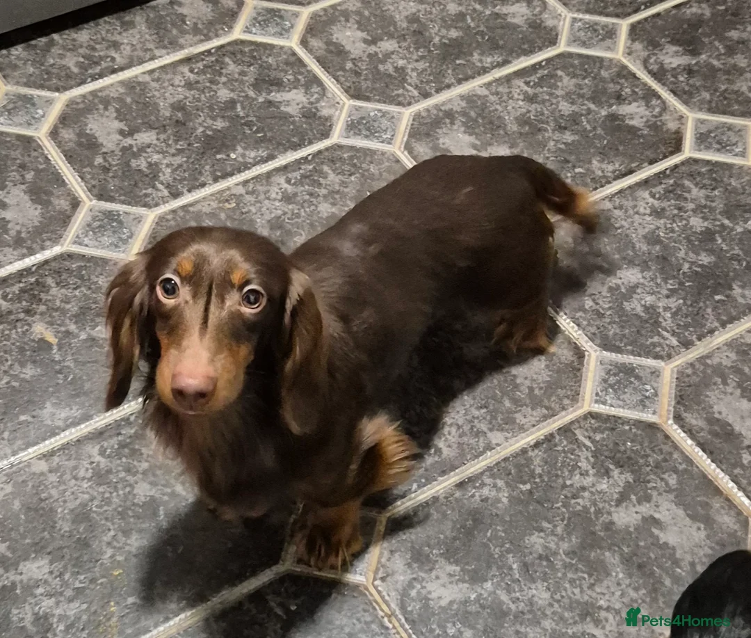 Miniature Dachshund dogs for sale: KC registered stud boy miniature dachshund  - Advert 2