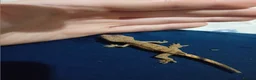 Lizard reptiles for sale: Several baby crested geckos for sale - Advert 7