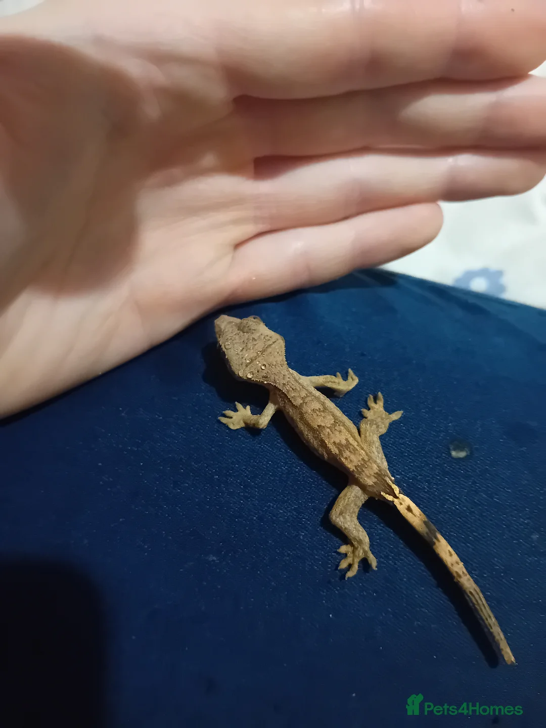 Lizard reptiles for sale: Several baby crested geckos for sale - Advert 7