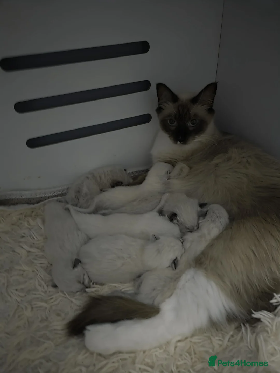 Ragdoll cats for sale: Pure Ragdoll Kittens  - Advert 2