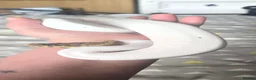 Python Snake reptiles for sale: Special pastel leopard pied & vivarium  in Spalding - Advert 4