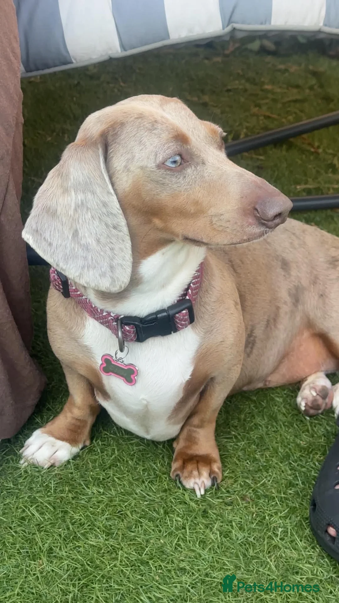 Dachshund dogs for sale: Beautiful, loving, Daschound babies - Advert 32