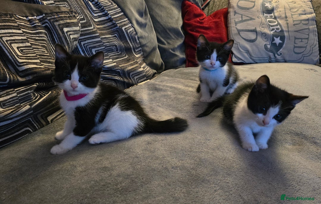 Mixed Breed cats for sale: Adorable black and white kittens - Image 8