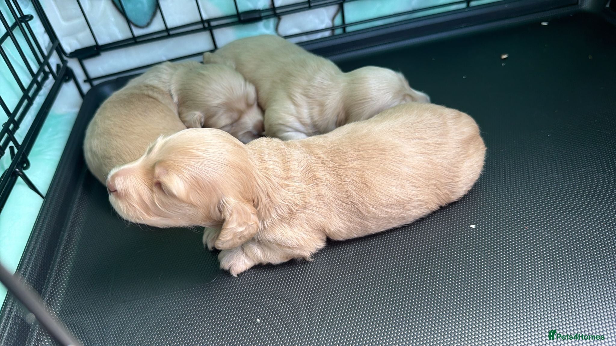 Miniature Dachshund dogs ✨loving forever friends ❤️✨ - Advert 2