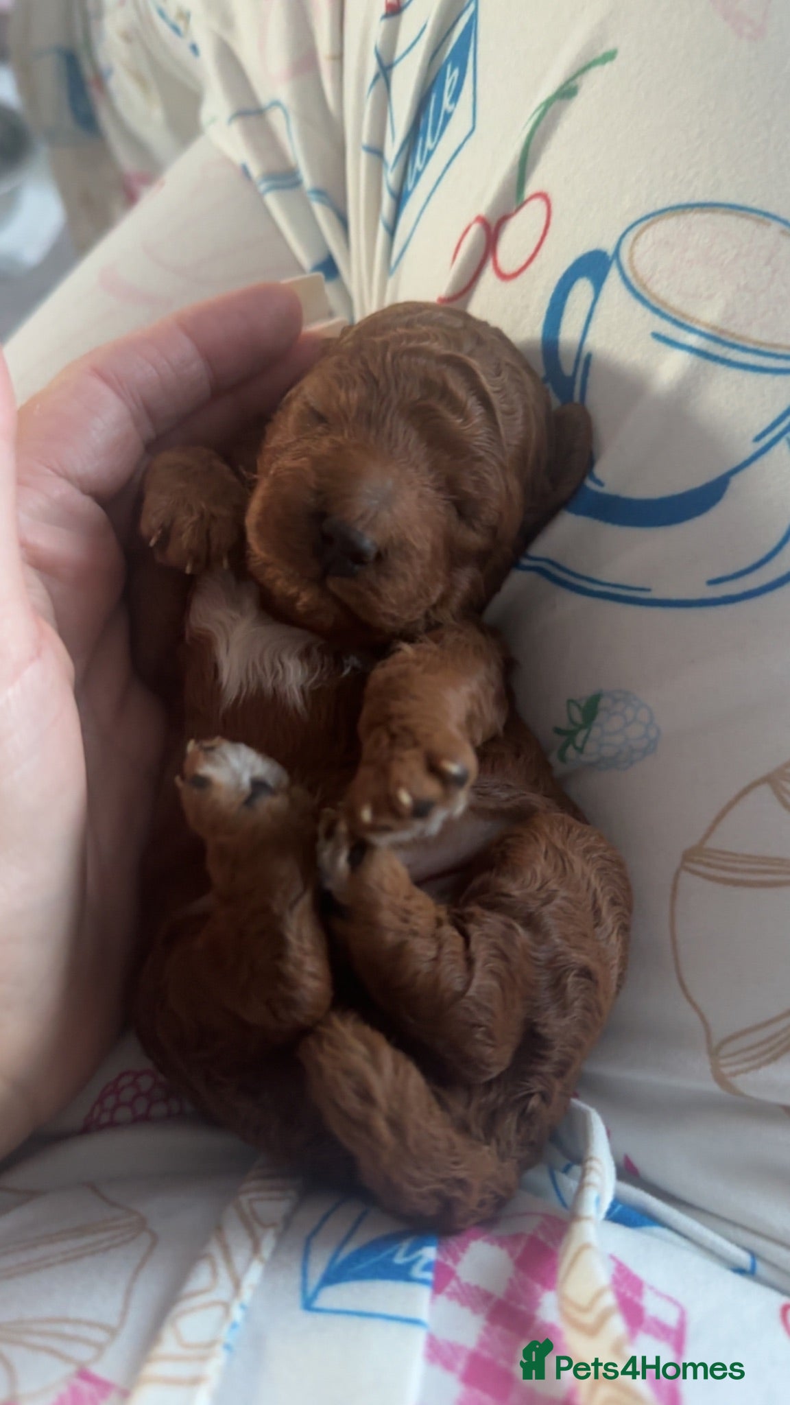 Cockapoo dogs F1 red cockapoos - Advert 2