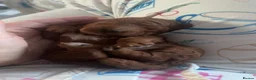 Cockapoo dogs for sale:  5 Stunning F1 red cockapoos - Advert 2