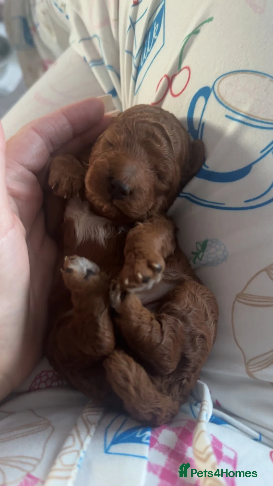 Cockapoo dogs for sale:  5 Stunning F1 red cockapoos - Advert 2