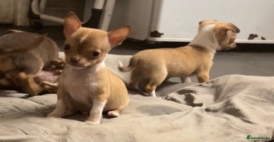 Chihuahua dogs - Advert 13