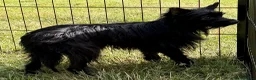 Yorkshire Terrier dogs for adoption: 🐾 VALERIO – Male Yorkshire Terrier 🐾 in Caterham - Advert 4