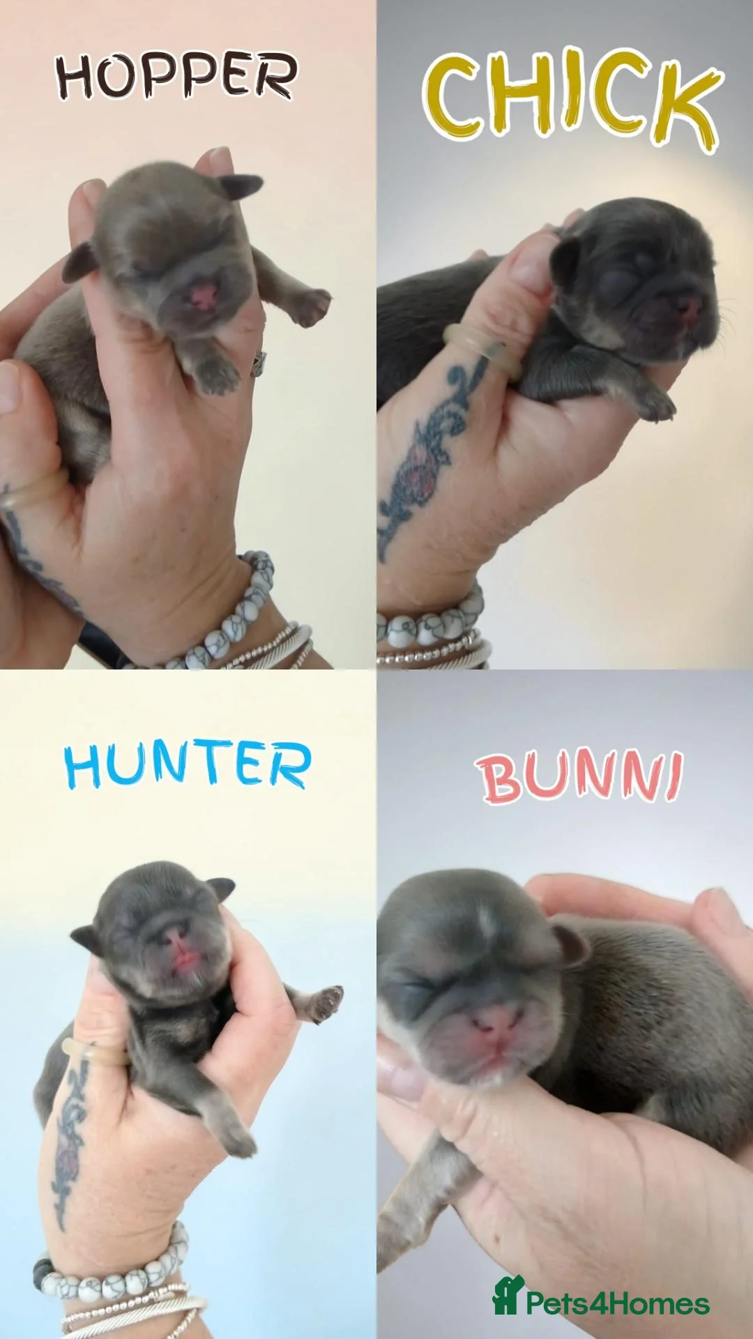 Shih Tzu dogs 💙 EXCLUSIVE BLUE & TAN CARRYING CHOC IMPERIALS 💙 - Advert 18