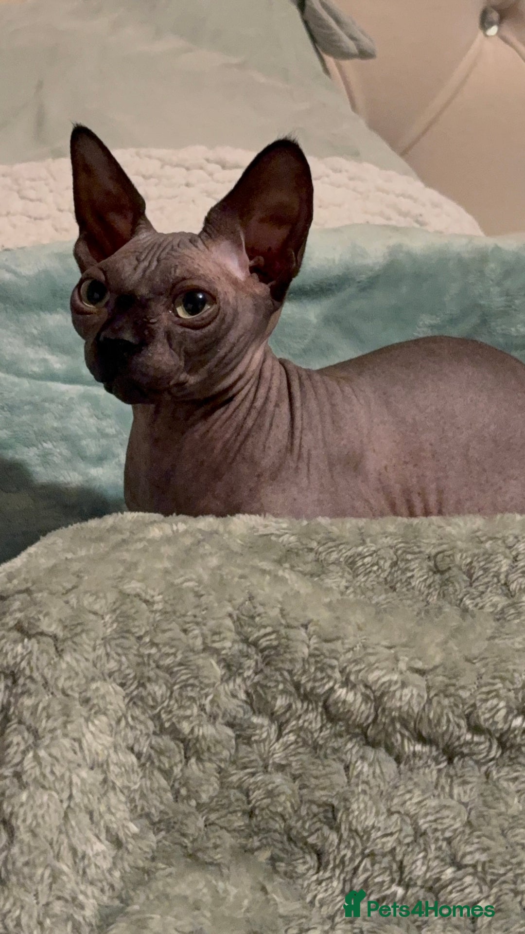Sphynx cats for sale: Female Sphynx - Advert 2