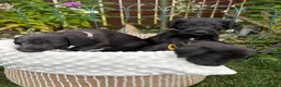 Mixed Breed dogs for sale: Genuine 1st cross Bedlington Terrier/Whippets in Durham - Advert 3