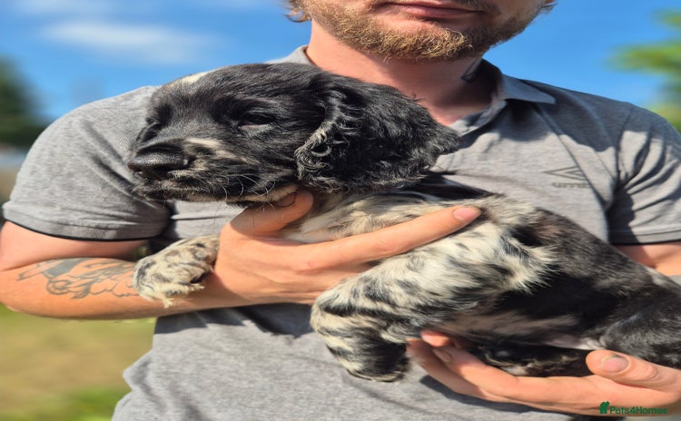 Cocker Spaniel dogs - Advert 1