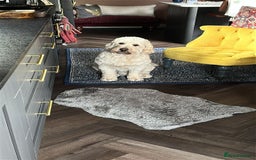Goldendoodle dogs for stud: Beautiful golden doodle DNA tested/sperm count  in Sutton Coldfield - Image 7