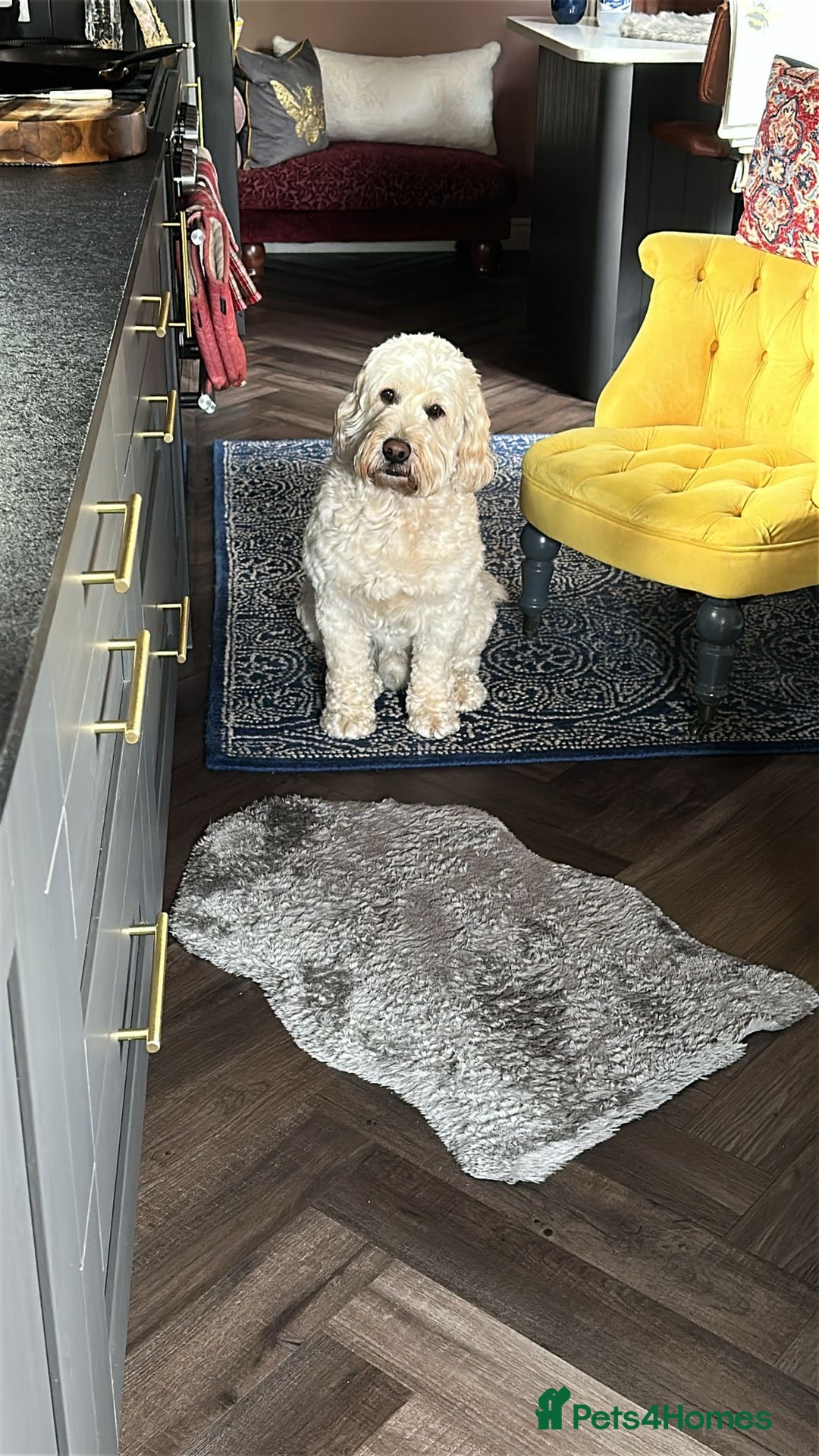 Goldendoodle dogs for stud: Beautiful golden doodle DNA tested/sperm count  in Sutton Coldfield - Image 7