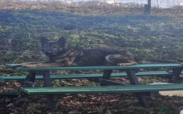 German Shepherd dogs for sale: Superb KC Reg’d German Shepherd - Image 13