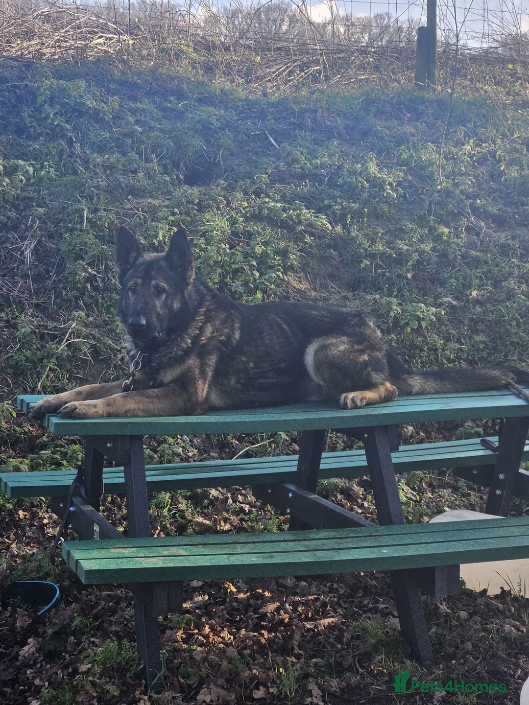 German Shepherd dogs for sale: Superb KC Reg’d German Shepherd - Image 13