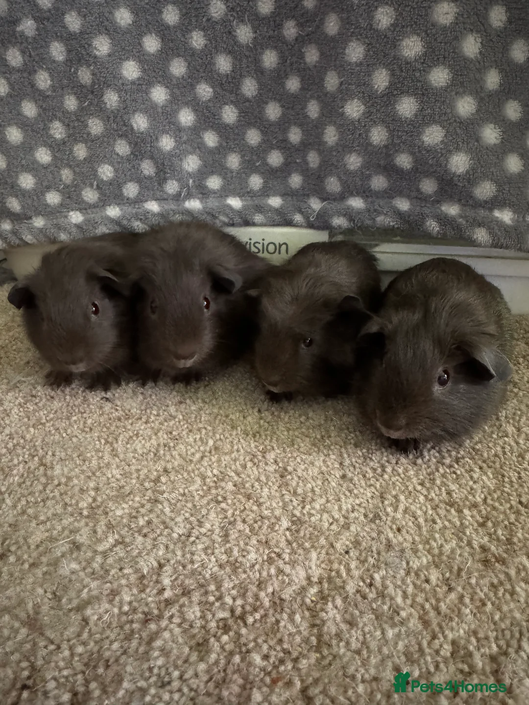 Guinea Pig rodents for sale: Guinea pig Slate baby boars 2 - Advert 1