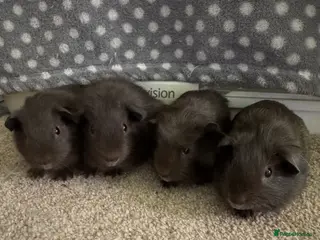 Guinea Pig rodents Guinea pig Slate baby boars - Advert 14