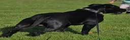 Staffordshire Bull Terrier dogs for stud:  PROVEN BEST BLACK CHAMPION LINES STUD - Advert 3